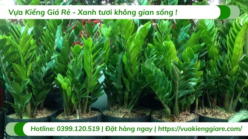 mệnh mộc nên trồng cây gì trong nhà