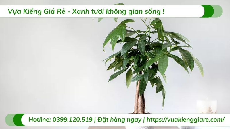 cây cảnh trong nhà