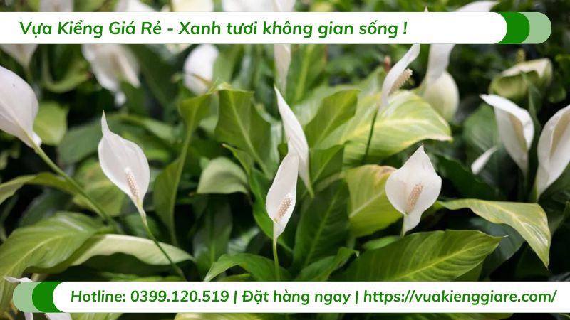 những loại cây trồng trong nhà tốt cho sức khỏe