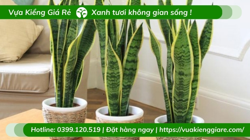 cây cảnh trồng trong nhà