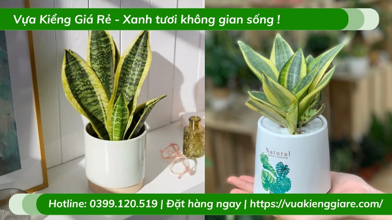 cây cảnh tặng sinh nhật