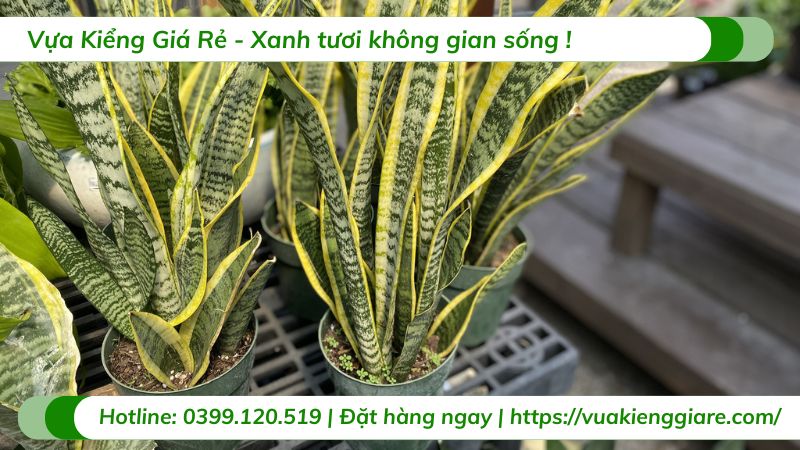 cây cảnh văn phòng