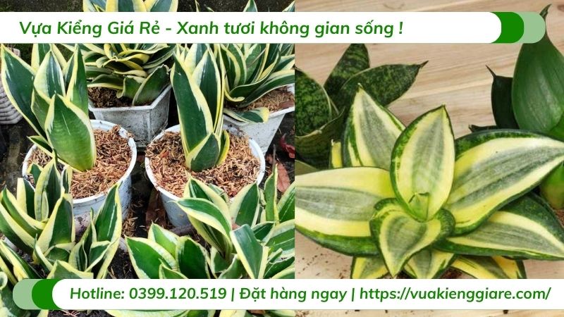 mệnh thủy nên trồng cây gì trong nhà
