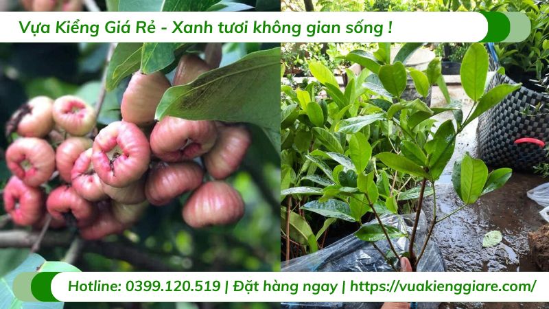 Cây mận đào huyết (cây giống)