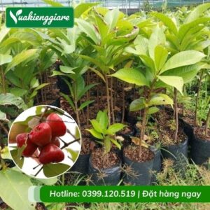 Cây mận đào huyết (cây giống)