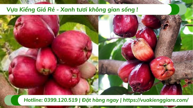 Cây mận điều đỏ miền tây (cây giống)