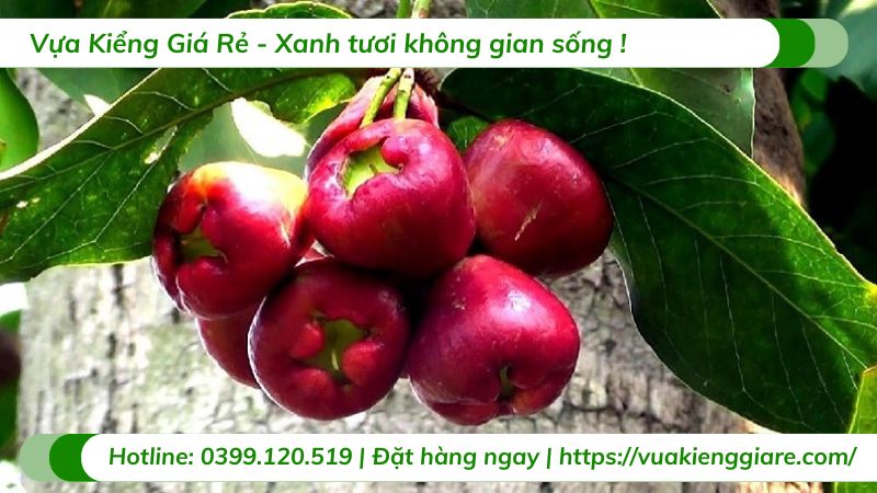 Cây mận điều đỏ miền tây (cây giống)