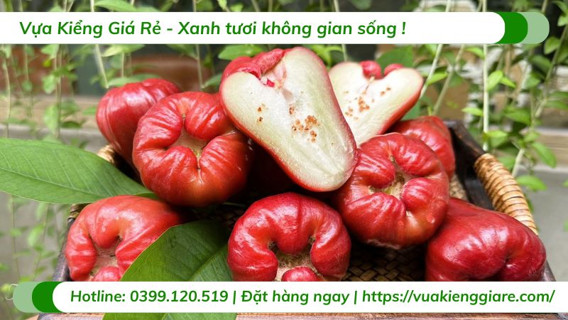 Cây mận đỏ an phước (cây giống)