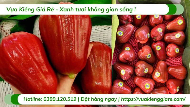 Cây mận đỏ an phước (cây giống)