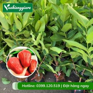 Cây mận đỏ an phước (cây giống)