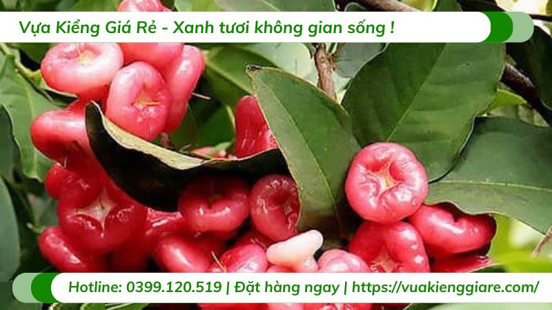 Cây mận hoàng yến (cây giống)