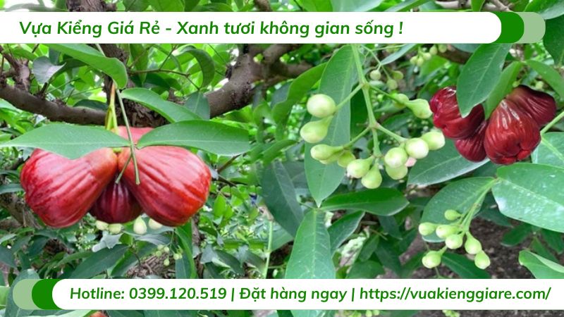 Cây mận hồng sóc trăng (cây giống)