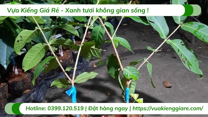 Cây mận hồng sóc trăng (cây giống)