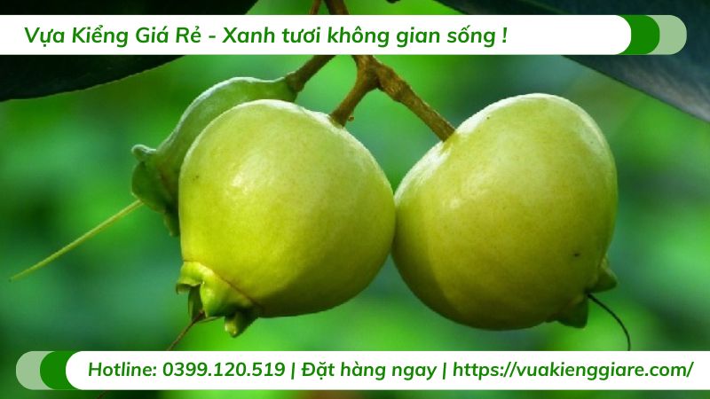 Cây mận lý (cây giống)