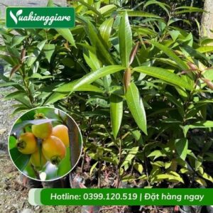 Cây mận lý (cây giống)