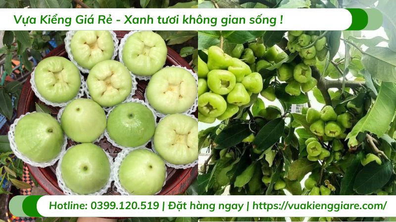 Cây mận xanh đường (cây giống)