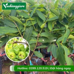 Cây mận xanh đường (cây giống)