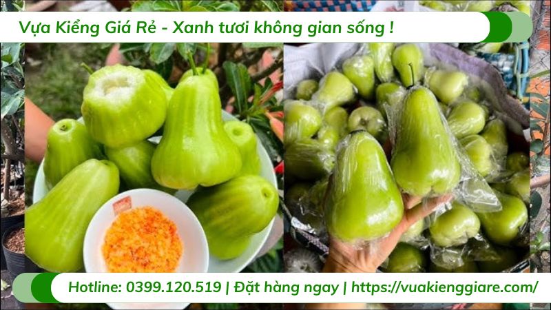 Cây mận xanh tam hoa (cây giống)
