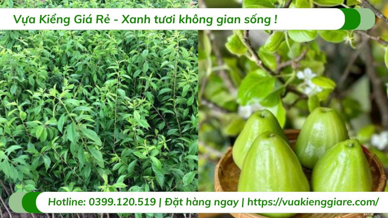 Cây mận xanh tam hoa (cây giống)