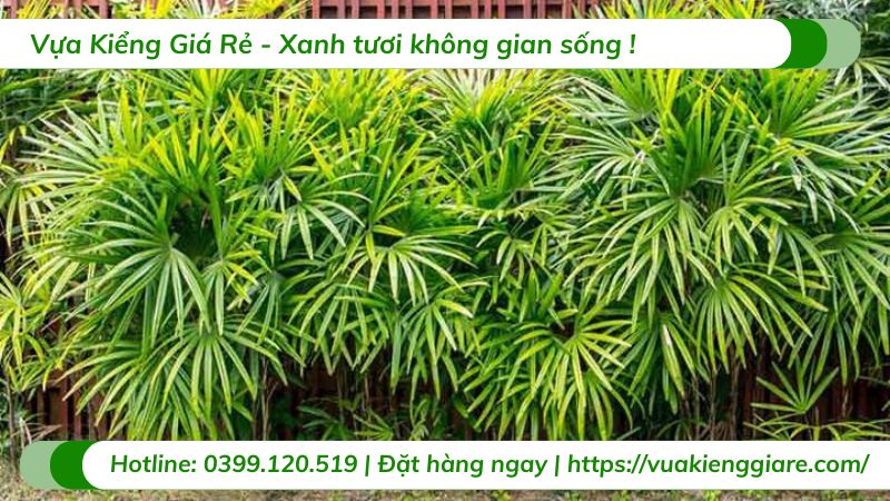 cây kiểng trồng trong nhà
