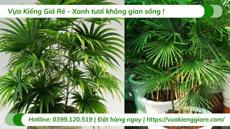 chậu cây cảnh đẹp