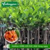 Cây mít ruột đỏ inđo (cây giống)