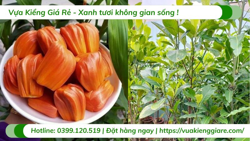 Cây mít ruột đỏ inđo (cây giống)