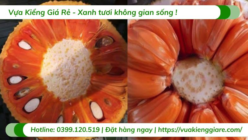 Cây mít ruột đỏ inđo (cây giống)