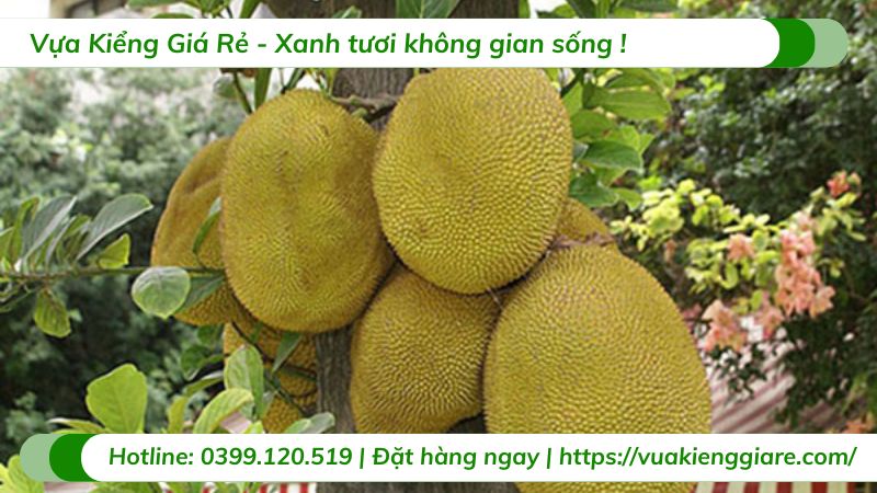 Cây mít ruột đỏ inđo (cây giống)