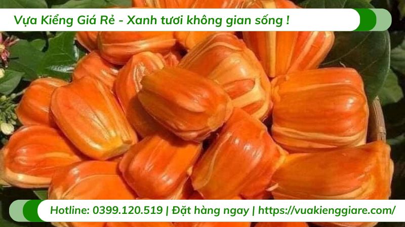 Cây mít ruột đỏ inđo (cây giống)