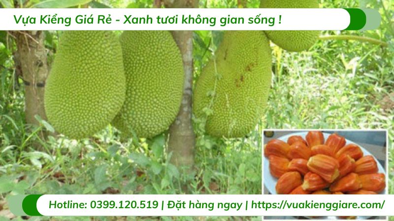 Cây mít ruột đỏ inđo (cây giống)