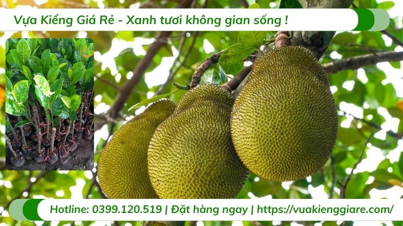 Cây mít thái (cây giống)
