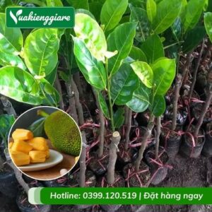 Cây mít thái (cây giống)