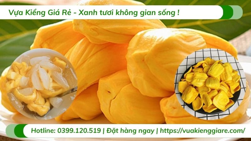 Cây mít thái (cây giống)