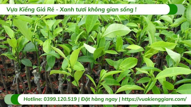 Cây mít tố nữ (cây giống)
