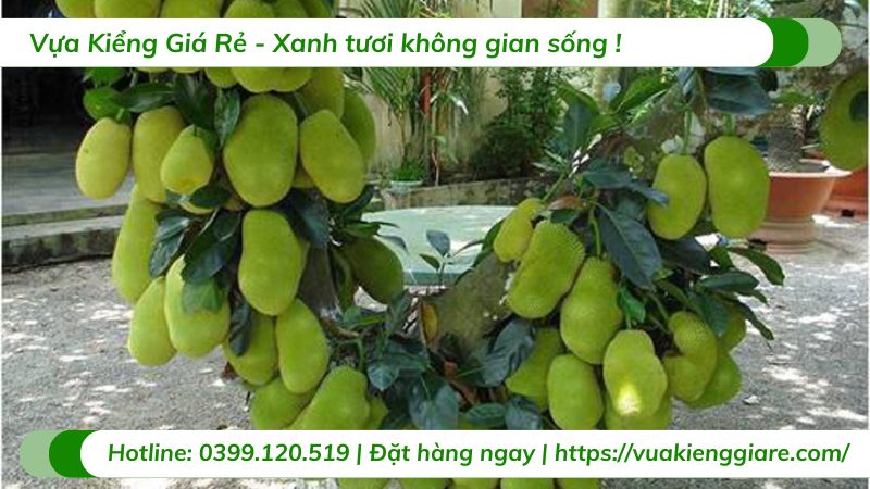 Cây mít tố nữ (cây giống)