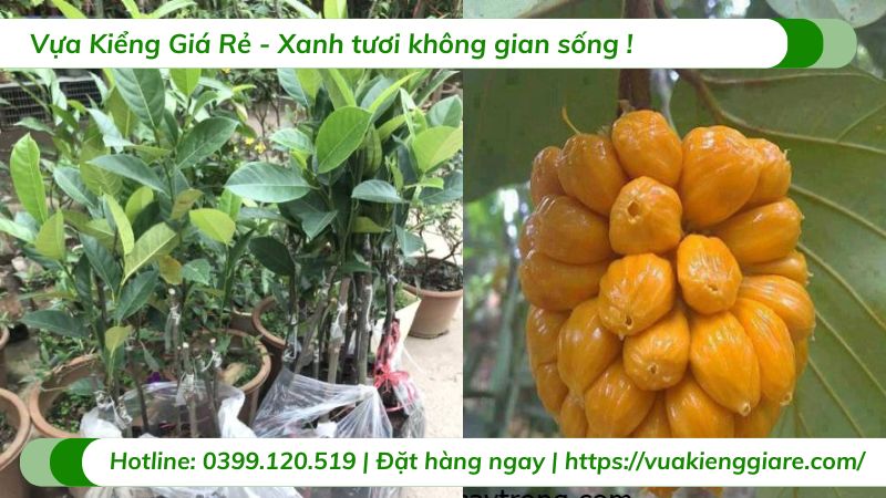 Cây mít tố nữ (cây giống)