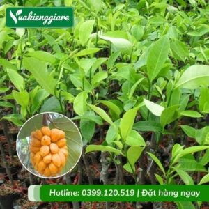 Cây mít tố nữ (cây giống)