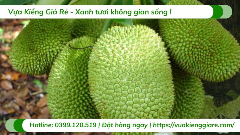 Cây mít tố nữ (cây giống)