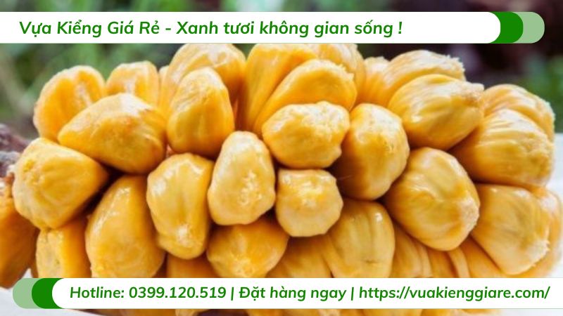 Cây mít tố nữ (cây giống)