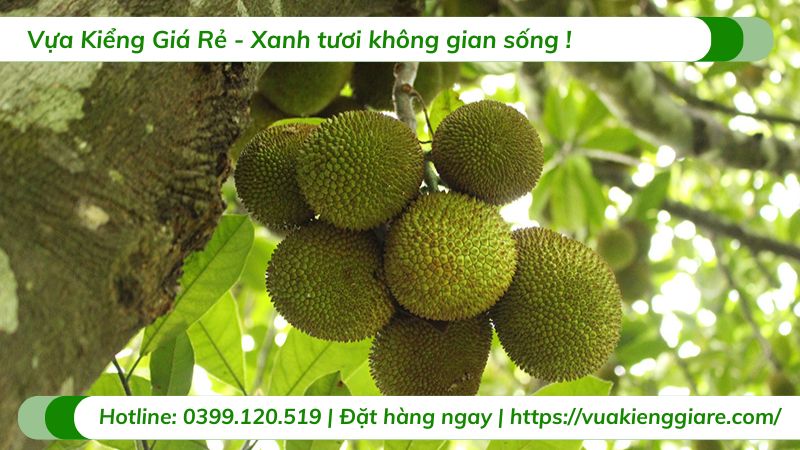 Cây mít tố nữ (cây giống)