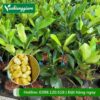 Cây mít tố nữ sầu riêng (cây giống)