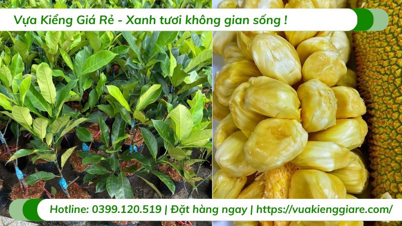 Cây mít tố nữ (cây giống)