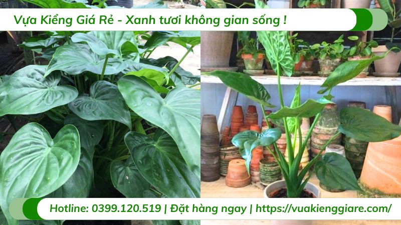 cây môn tai phật