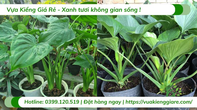 cây môn tai phật