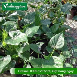 cây môn tai phật