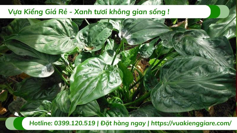 cây môn tai phật