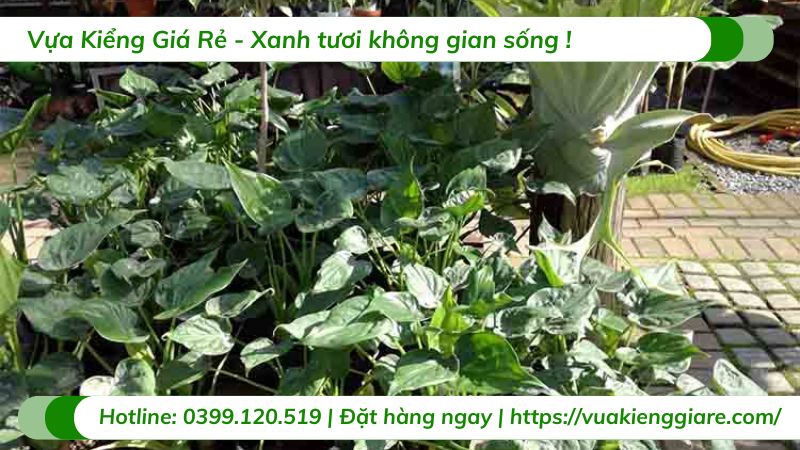 cây môn tai phật