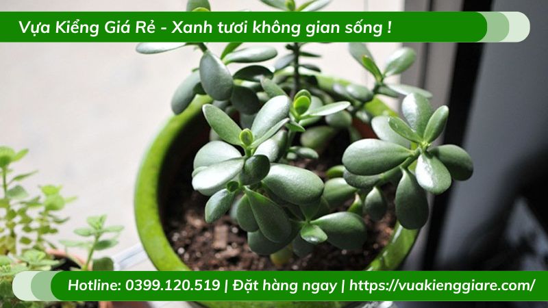 mệnh mộc nên trồng cây gì trong nhà
