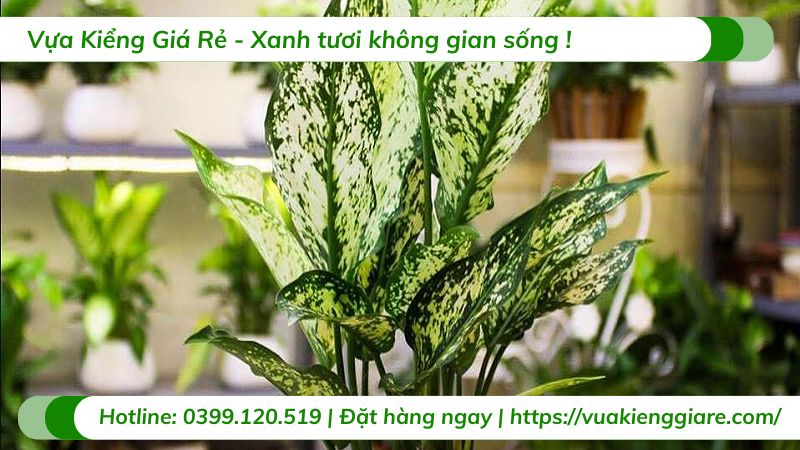 cây cảnh trồng trong nhà